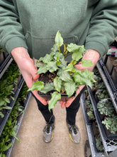 Load image into Gallery viewer, Aster 'Eastern Star'