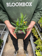 Load image into Gallery viewer, Dianthus Sunflor® 'Luigi'