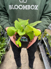 Load image into Gallery viewer, Foxglove 'Excelsior Hybrid'
