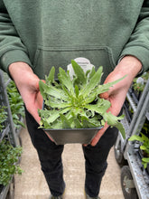 Load image into Gallery viewer, Catananche caerulea
