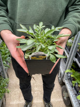 Load image into Gallery viewer, Coreopsis 'Early Sunrise'