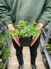 Load image into Gallery viewer, Campanula 'Blue Waterfall'