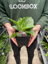 Load image into Gallery viewer, Foxglove mertonensis