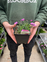 Load image into Gallery viewer, Dianthus 'Kahori Pink®'