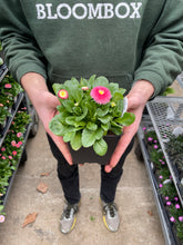 Load image into Gallery viewer, Bellis 'Tasso® Strawberries & Cream'