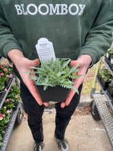 Load image into Gallery viewer, Achillea 'Moonshine'