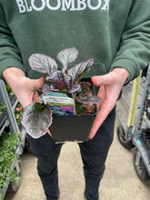 Load image into Gallery viewer, Ajuga 'Catlin's Giant'