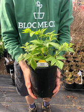 Load image into Gallery viewer, Raspberry 'Caroline'