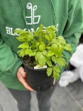 Load image into Gallery viewer, Raspberry 'Meeker'