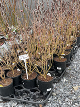 Load image into Gallery viewer, Salix 'Mt. Asama'