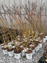 Load image into Gallery viewer, Salix melanostachys