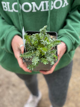Load image into Gallery viewer, Polemonium 'Heavenly Habit'