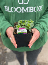 Load image into Gallery viewer, Calamintha nepeta