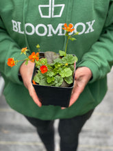 Load image into Gallery viewer, Geum 'Koi'