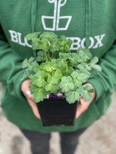 Load image into Gallery viewer, Aquilegia KIRIGAMI™ Deep Blue & White