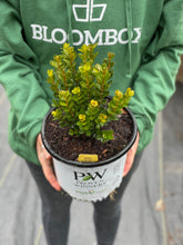 Load image into Gallery viewer, Boxwood 'Sprinter'