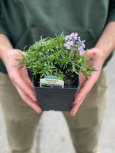 Load image into Gallery viewer, Phlox 'Spring Blue'