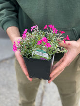 Load image into Gallery viewer, Phlox 'Scarlet Flame'