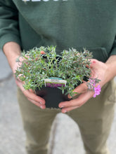 Load image into Gallery viewer, Phlox 'Spring Dark Pink'