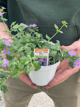 Load image into Gallery viewer, Bacopa