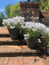 Load image into Gallery viewer, Phlox 'May Breeze'