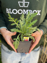 Load image into Gallery viewer, Poppy (Papaver) 'Fruit Punch'