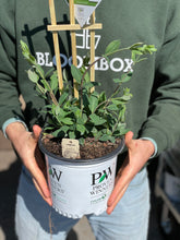 Load image into Gallery viewer, Lonicera 'Scentsation'