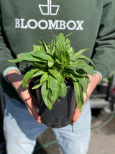 Load image into Gallery viewer, Stokesia ' Peachie's Pick'