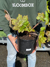 Load image into Gallery viewer, Podophyllum 'Spotty Dotty'