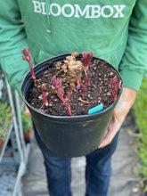 Load image into Gallery viewer, Peony 'Itoh Old Rose Dandy'