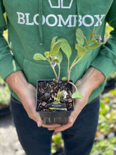 Load image into Gallery viewer, Virginia Bluebells
