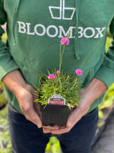 Load image into Gallery viewer, Armeria 'Splendens'