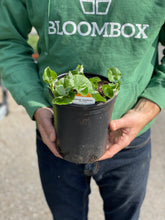 Load image into Gallery viewer, Asarum canadense - Wild Ginger