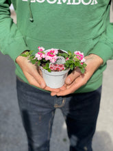 Load image into Gallery viewer, Verbena SUPERBENA®
