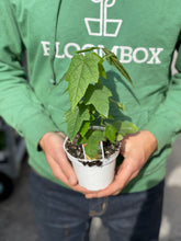 Load image into Gallery viewer, Abutilon 'Lucky Lantern'