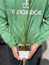 Load image into Gallery viewer, Dracena Spike - Green