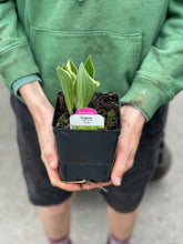 Load image into Gallery viewer, Hosta 'Francee'