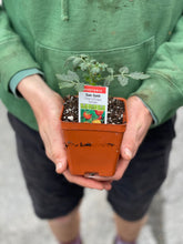 Load image into Gallery viewer, Tomato 'Sungold'