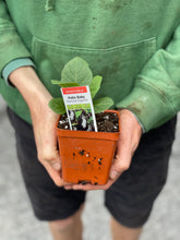 Load image into Gallery viewer, Eggplant Patio Baby