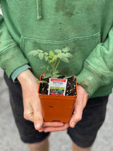 Load image into Gallery viewer, Tomato 'Red Grape'