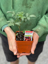 Load image into Gallery viewer, Tomato 'Midnight Snack'