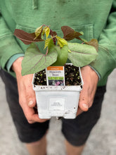 Load image into Gallery viewer, Hyacinth Bean Vine