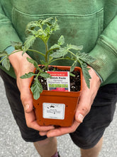 Load image into Gallery viewer, Tomato 'Amish Paste'
