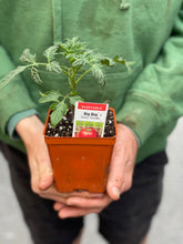 Load image into Gallery viewer, Tomato 'Fat Mama'
