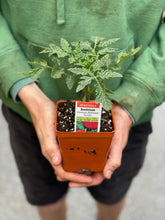 Load image into Gallery viewer, Tomato 'Beefsteak'