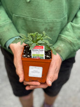 Load image into Gallery viewer, Tomato 'Cherokee Purple'