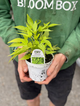 Load image into Gallery viewer, Sweet Potato Vine