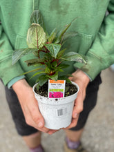 Load image into Gallery viewer, New Guinea Impatiens