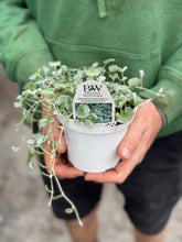 Load image into Gallery viewer, Dichondra 'Silver Falls'