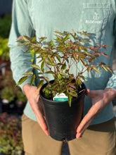 Load image into Gallery viewer, Astilbe 'Hennie Graafland'